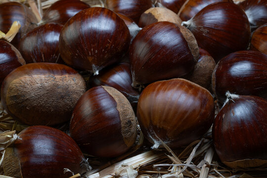 The quintessential autumn fruit: the chestnut