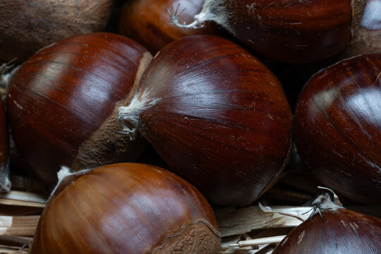 The quintessential autumn fruit: the chestnut