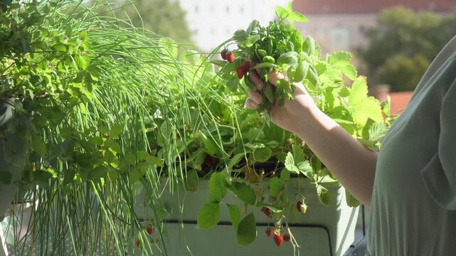 Close-up of a hand gently turning a bunch of freshly picked kitchen herbs in warm backlight, surrounded by lush herbs and strawberry plants in a balcony garden