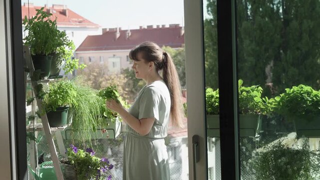 Woman picks and gathers fresh kitchen herbs from pots in a lush balcony garden. Natural urban gardening scene with homegrown herbs and an edible garden at home