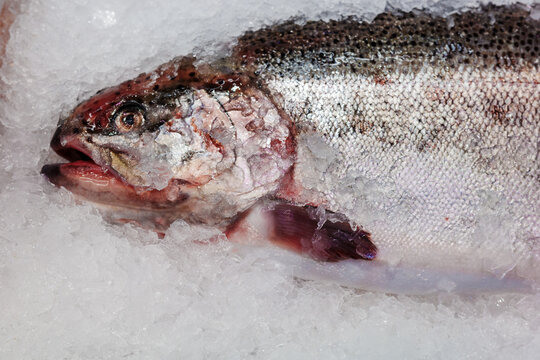 Whole raw fish packed in crushed ice at seafood market, chilled fresh catch displayed for sale, cold storage preserving seafood quality and freshness at fish counter.