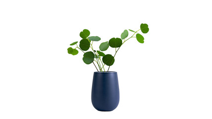 Isolated dark blue ceramic vase with green eucalyptus foliage for elegant home decor © Ciara