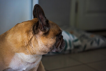 Profile portrait of fawn and white French Bulldog indoors, Minsk © Earthly Shots