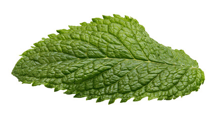 Isolated fresh green mint leaf, vibrant aromatic organic herb often used in cooking as a garnish © Ciara