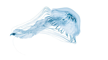Isolated graceful translucent blue jellyfish with long flowing tentacles and ethereal glow © Diego