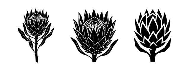 Fototapeta premium Stylized Protea Flower Icon Set