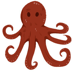 octopus © Sarocha