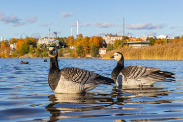 Barnacle geese in Helsinki, Finland during fall foliage season © Julius