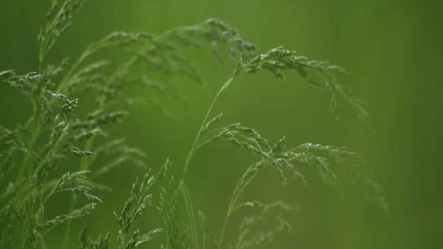 Green grass swaying in the wind, green background.