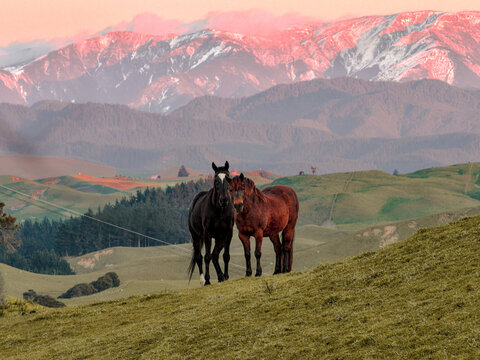 Napier, Hawke's Bay Region, New Zealand - 15 September 2026: Aerial view of two horses standing on a grassy hillside with the Kaweka Range in the background.