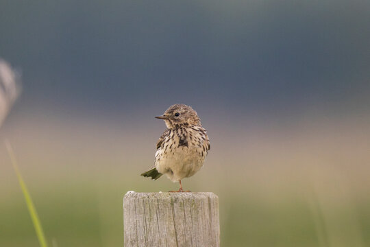 A meadow pipit standing on a pole besides a field in Finland's countryside