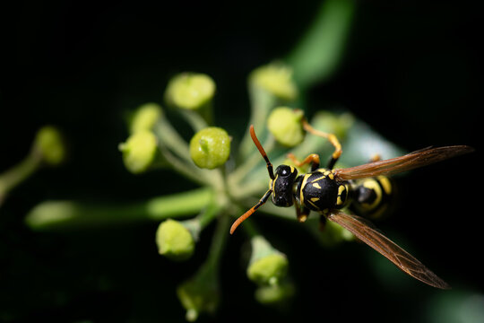 A wasp is perched on the ivy blossoms. The stripes on the insect are visible. The background is dark.