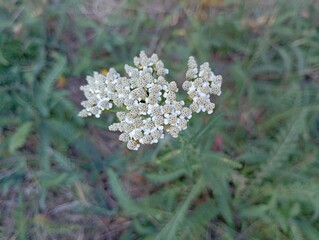 Blooming white yarrow wild flowers close up on a green grass field background, natural organic medicinal herb for premium health wellness commercial designs. © Oksana