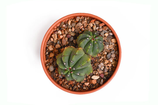 Top view of 'Parodia Ottonis syn. Notocactus Acutus' cactus plant in flower pot on white background