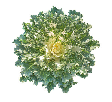 Ornamental cabbage plant isolated on white background, green and cream flowering kale rosette with decorative curly leaves for autumn garden design