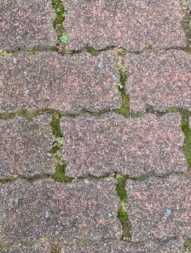 Green moss and small plants grow between weathered interlocking paving blocks