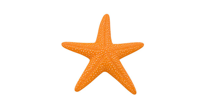 Isolated vibrant orange starfish showcasing its unique five-arm shape and intricate textured surface
