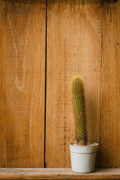 Cactus de espinas amarillas en maceta blanca solitaria sobre un amplio fondo de tablones de madera.