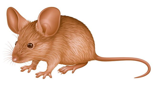 Isolated realistic illustration of a small furry brown mouse with big ears and long tail