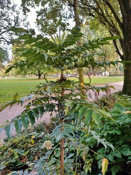 Mahonie (Gattung Mahonia) im Haynspark