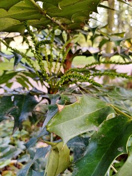 Mahonie (Gattung Mahonia) im Haynspark