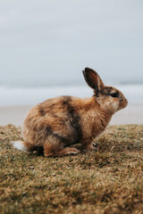rabbit on the ground on the beach in oregon © Justin