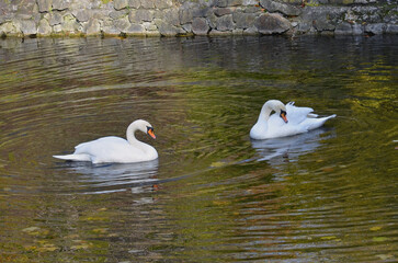 Couple of mute swans enjoy bathing in the water of pond in sunny autumn day.  © Mariana