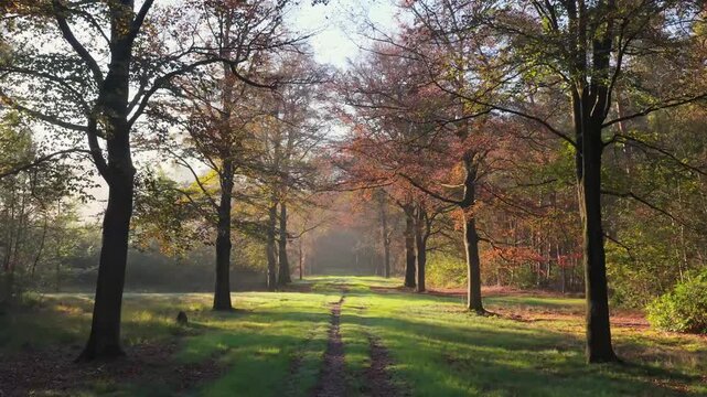 Aerial drone view of a road in an autumn forest at sunrise. Sunbeams and fog between trees with a parallax movement effect.