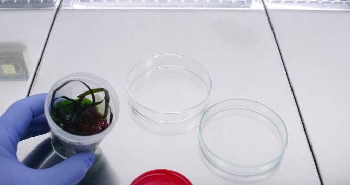 The scientist uses tweezers to take samples of long algae from a container and places them into a Petri dish.