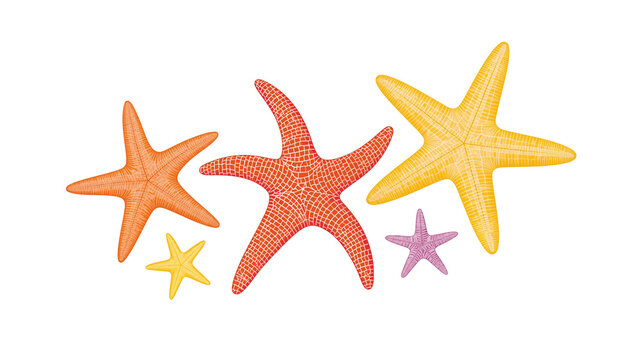 Isolated collection of colorful starfish of different sizes and species, marine life elements