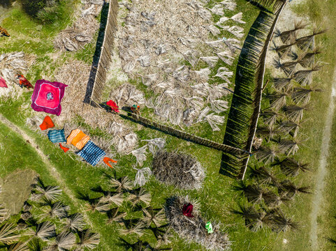 Hemnagar, Bangladesh - 24 August 2024: Aerial view of workers drying jute fibers in a field, with colorful fabrics spread out on the grass and bamboo structures.