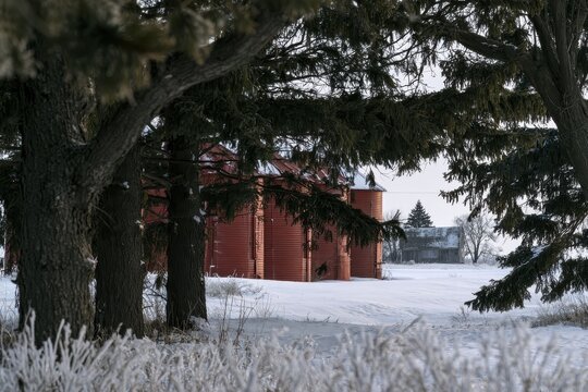 Quiet winter morning on a farm with red grain bins hidden among snow-dusted spruce
