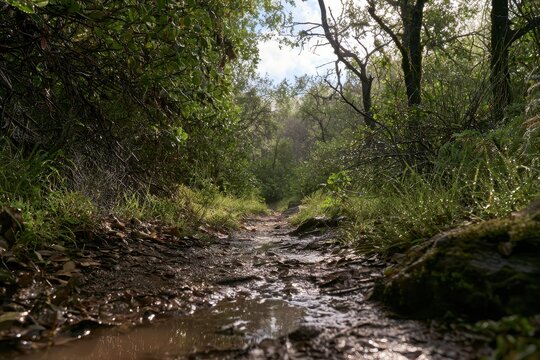 Trail Winding Through Damp Brush in Southern California Foothills After Late Spring Rain