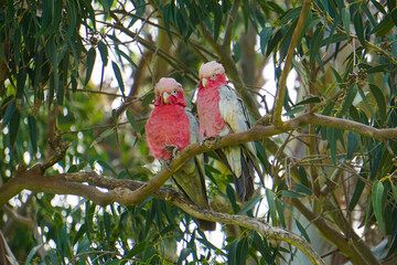 Pink galahs © Meilune