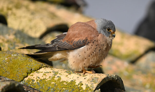 a lesser kestrel perched on an old roof in Spain
