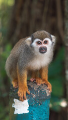 Common squirrel monkey sitting on a post looking at the camera, Dominican Republic © Dawid
