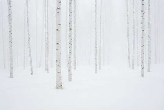 White birch trees standing vertically in a snowy forest covered in thick fog during the winter season.