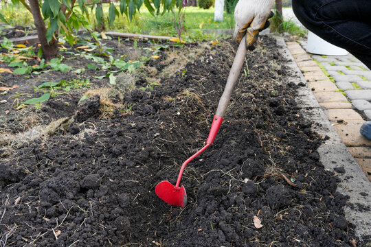 Gloved gardener loosening dark soil with red hand cultivator in garden bed. Hands-on planting preparation for horticulture lessons and garden care guides. Real Photo