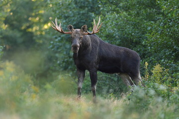  Łoś (Alces alces) moose  © Bartosz Rakoczy