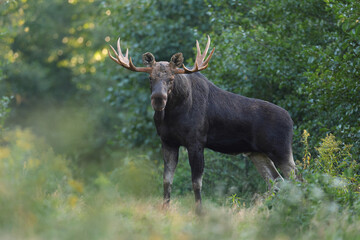  Łoś (Alces alces) moose  © Bartosz Rakoczy