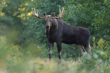  Łoś (Alces alces) moose  © Bartosz Rakoczy
