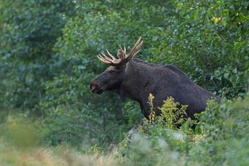  Łoś (Alces alces) moose  © Bartosz Rakoczy
