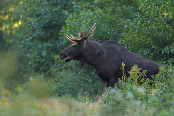  Łoś (Alces alces) moose  © Bartosz Rakoczy
