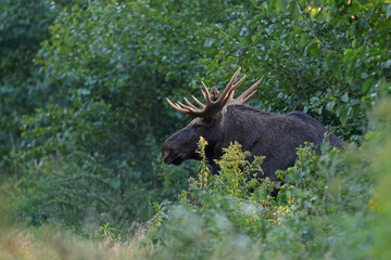  Łoś (Alces alces) moose  © Bartosz Rakoczy