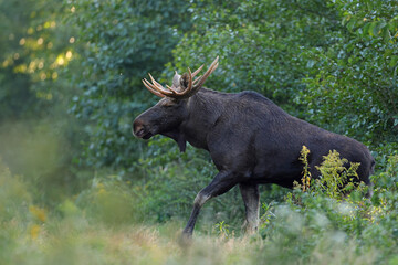  Łoś (Alces alces) moose  © Bartosz Rakoczy