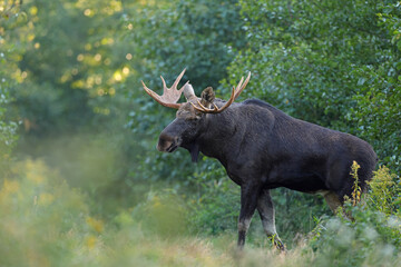  Łoś (Alces alces) moose  © Bartosz Rakoczy