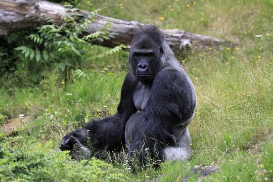Western gorilla (Gorilla gorilla), adult, male, silverback, sitting on the ground