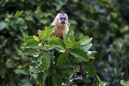 Tufted capuchin (Cebus apella), young monkey in a tree, Pantanal, Mato Grosso, Brazil