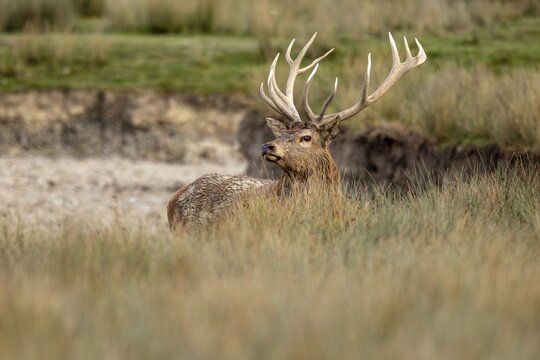 Red deer (Cervus elaphus), stag during the rutting season