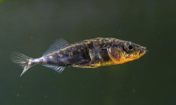 Three-spined stickleback, gasterosteus aculeatus, stickleback, three-spined stickleback, fish, fishes, ill, sick, male, pisces, stickleback